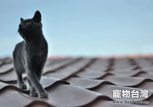 為什麼貓咪喜歡在地毯上尿尿(1圖)-寵物台灣