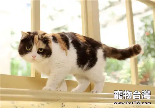 雄性三色貓是沒有繁殖能力的(1圖)-寵物台灣