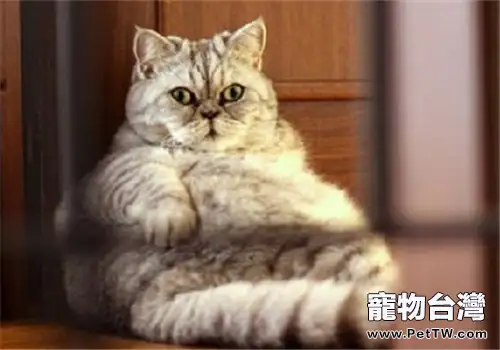 寵物貓健康飲食攝入標準(1圖)-寵物台灣