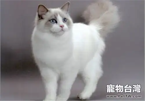 伯曼貓好養嗎(1圖)-寵物台灣