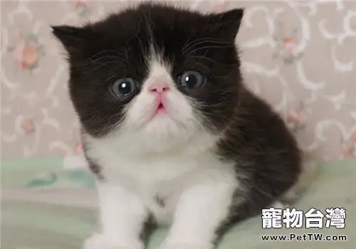 貓咪掉毛是可以解決的(1圖)-寵物台灣