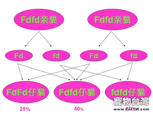 折耳貓尾巴粗短僵硬是遺傳病導致的