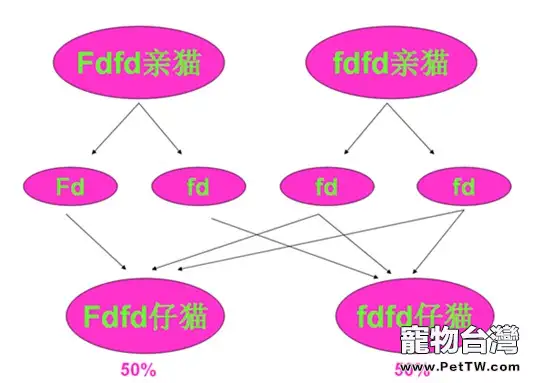 折耳貓尾巴粗短僵硬是遺傳病導致的