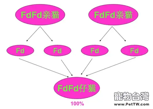 折耳貓尾巴粗短僵硬是遺傳病導致的