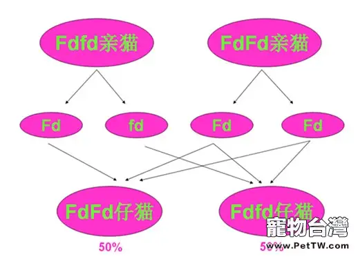 折耳貓尾巴粗短僵硬是遺傳病導致的