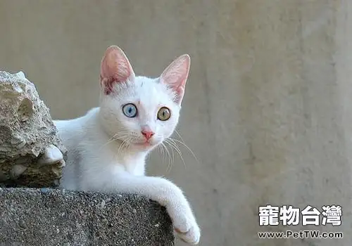 如何防止貓咪養成挑食的習慣(1圖)-寵物台灣