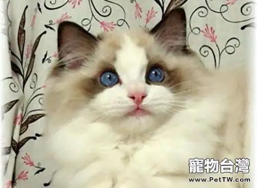 領養布偶貓應該做的準備(1圖)-寵物台灣