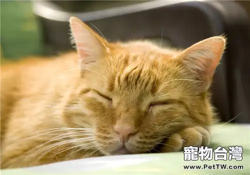 如何判斷貓咪是否開始衰老(1圖)-寵物台灣