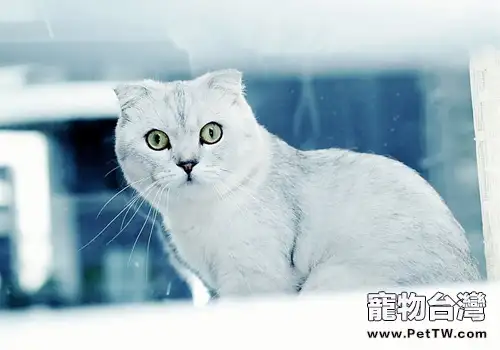 貓咪為什麼會過敏(1圖)-寵物台灣