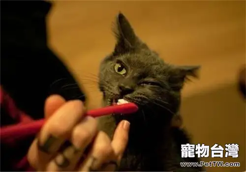 貓咪口腔的護理方法(1圖)-寵物台灣
