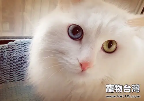 從毛髮看貓咪的健康狀況如何(1圖)-寵物台灣