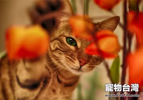 貓咪洗澡太勤快反而不利於貓咪健康(1圖)-寵物台灣