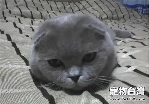 幾個因素造成蘇格蘭摺耳貓的耳朵直立(1圖)-寵物台灣