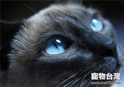 貓咪的視覺究竟是怎樣的?(1圖)-寵物台灣