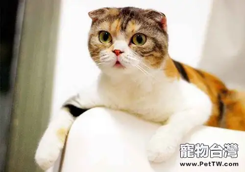 貓咪為什麼不愛吃東西了(1圖)-寵物台灣