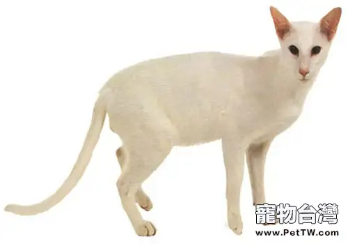 貓咪牙齒知多少(1圖)-寵物台灣