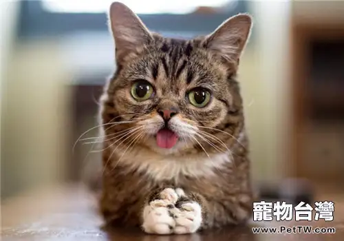 貓咪吐舌頭是什麼意思(1圖)-寵物台灣