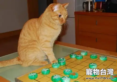 【測試】貓咪智商小測試(1圖)-寵物台灣