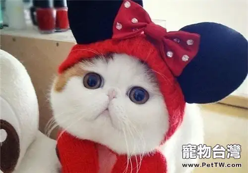 關於貓咪掉毛三大原因(1圖)-寵物台灣