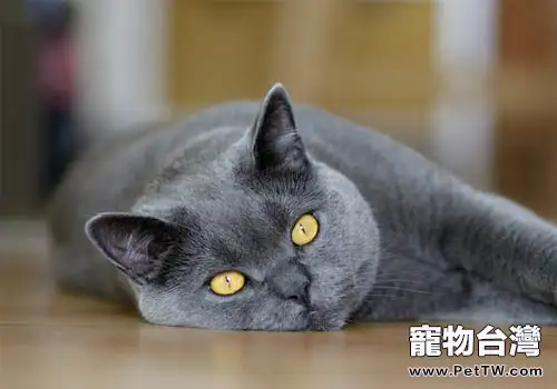 貓咪為什麼能跟著音樂搖頭晃腦(1圖)-寵物台灣