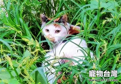 給寵物貓護理毛髮的技巧(1圖)-寵物台灣