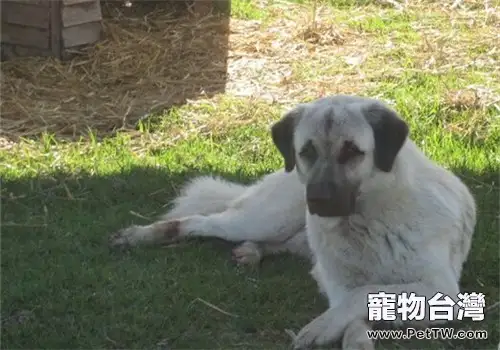 安娜圖牧羊犬的養護知識