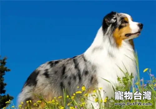 澳大利亞牧羊犬的品種簡介