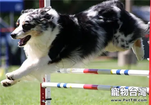 澳大利亞牧羊犬的形態特徵