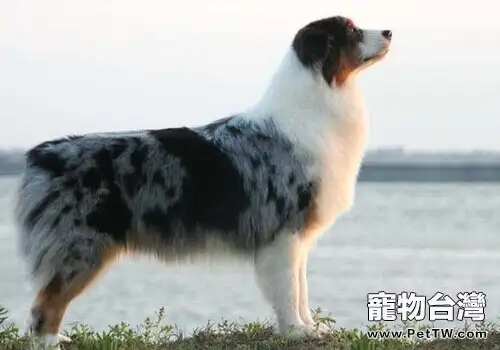 澳大利亞牧羊犬的餵食要點