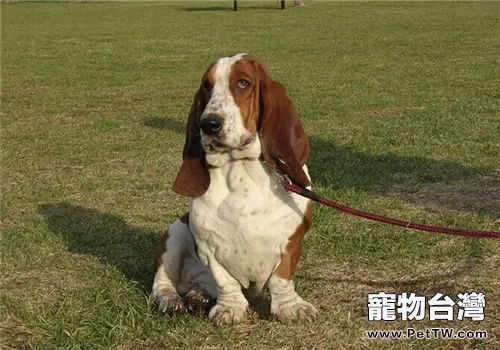 巴吉度獵犬的養護知識(1圖)-寵物台灣