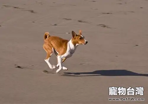 貝生吉犬的形態特徵(1圖)-寵物台灣