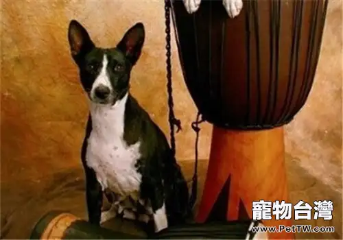 貝生吉犬的性格特點(1圖)-寵物台灣