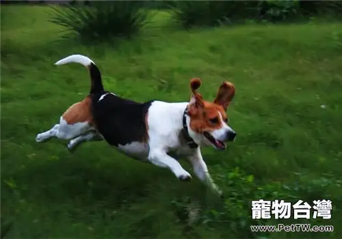 小獵犬的餵食要點