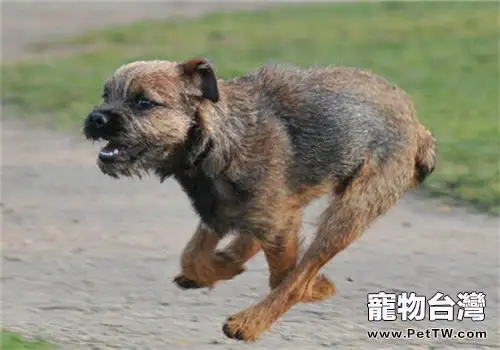 邊境梗的形態特徵(1圖)-寵物台灣