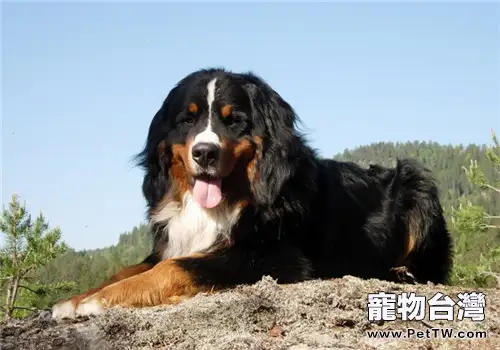 伯恩山犬的品種簡介