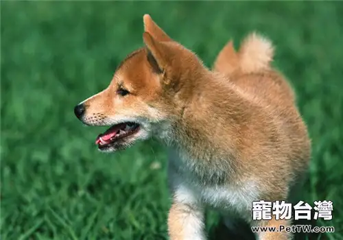 柴犬的養護知識0(1圖)-寵物台灣