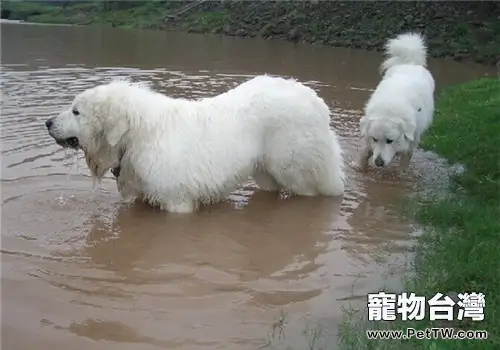 大白熊犬的性格特點