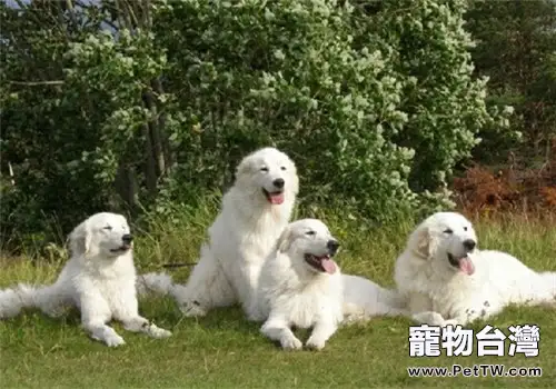 大白熊犬的養護知識