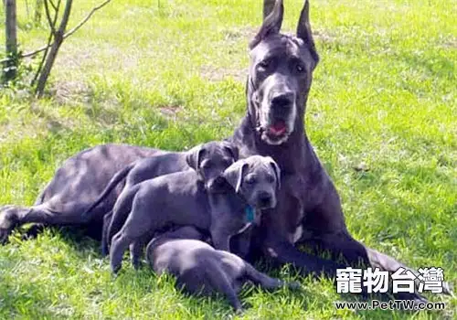 大丹犬的養護知識