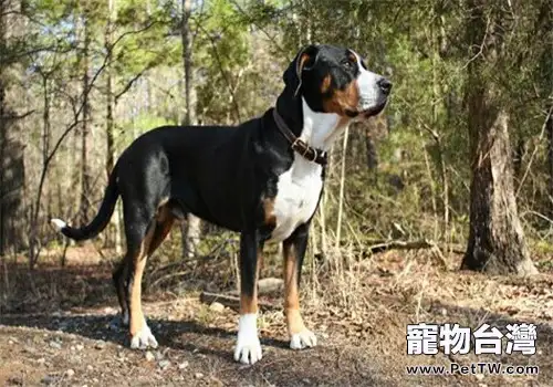 大瑞士山地犬的性格特點