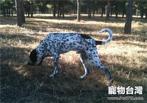 德國剛毛指示犬的性格特點