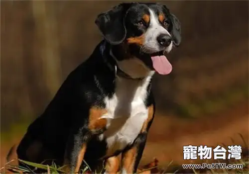 恩特雷布赫山地犬的形態特徵