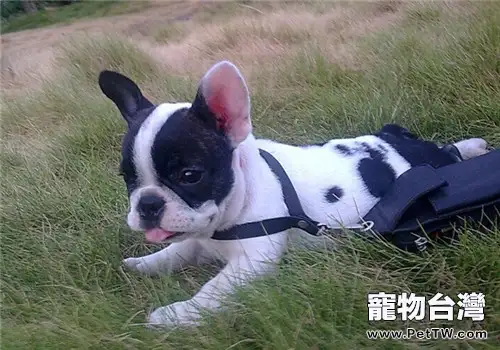 法國鬥牛犬的性格特點(1圖)-寵物台灣