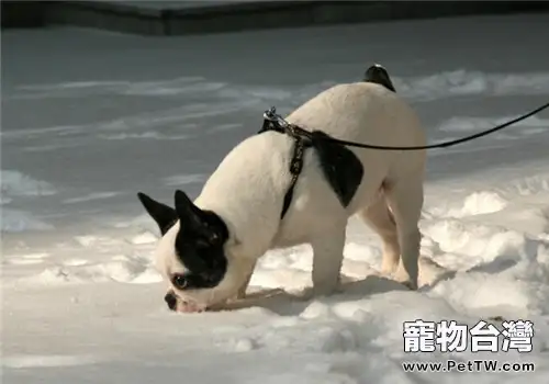 法國鬥牛犬的餵食要點