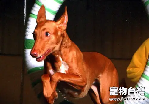 法老王獵犬的選食要點(1圖)-寵物台灣