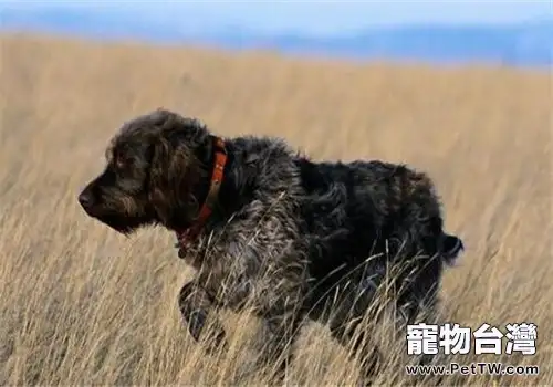 剛毛指示格裡芬犬的性格特點