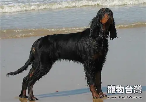 哥頓雪達犬的性格特點(1圖)-寵物台灣