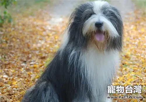 古代長鬚牧羊犬的性格特點