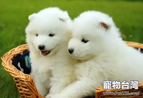 薩摩耶犬的形態特徵(1圖)-寵物台灣