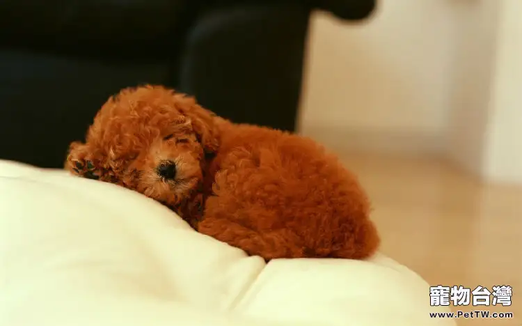 泰迪犬的餵食要點